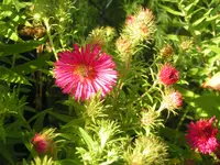 2009  Garten - 9 - 269.webp
