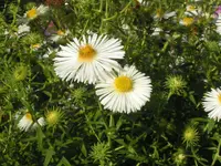 2009  Garten - 9 - 272.webp