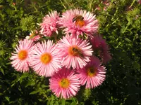 2009  Garten - 9 - 274.webp