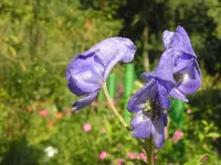 2009  Garten - 9 - 278.webp