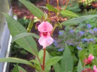 2009  Garten - 9 - 281.webp