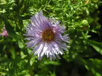 2009  Garten - 9 - 093.webp