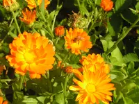 2009  Garten - 9 - 111.webp