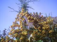 Feuerdorn.webp