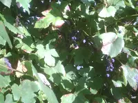 Blauer Wein.webp