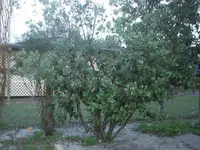baum1.webp