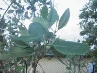 baum2.webp