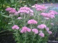 Herbstsedum.webp