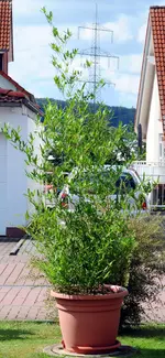 bambus.webp