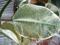 P1080600.webp