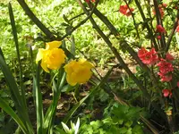 2009 -4 Garten  Tulpe  536.webp