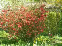2009 -4 Garten Quitte 518.webp