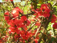 2009 -4 Garten Quitte .535.webp