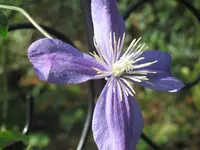 009.webp