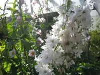 010.webp