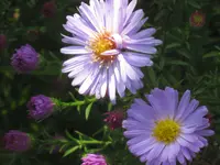 026.webp