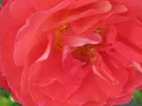 034.webp