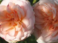 028.webp