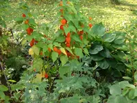 Garten September309 003.webp