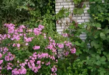 IMGP2839 - 2009-09-06 - phlox wein bromis.webp