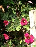 IMGP2857 - 2009-09-17 - clematis rot.JPG