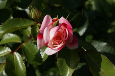 DSC00789.webp DSC00789.webp