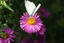 DSC00791.webp DSC00791.webp