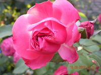 Blumen 001.webp Blumen 001.webp