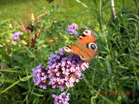 Blumen 002.webp Blumen 002.webp