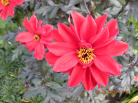 Blumen 003.webp Blumen 003.webp
