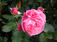 Blumen 004.webp Blumen 004.webp
