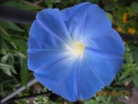 Blumen 005.webp Blumen 005.webp