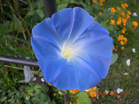 Blumen 006.webp Blumen 006.webp