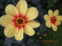 Blumen 007.webp Blumen 007.webp