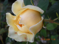 Blumen 008.webp Blumen 008.webp