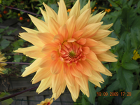 Blumen 009.webp Blumen 009.webp