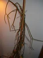 P1010741.webp
