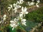 2009 -4 Garten 077.webp