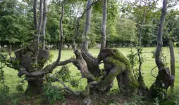 buchenhecke.webp buchenhecke.webp