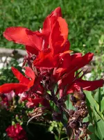 Canna.webp