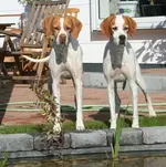 India and Gilrada watching fishes_klein.webp
