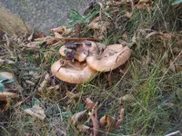 Garten 09.09 079.webp