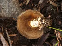 Garten 09.09 080.webp