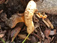 Garten 09.09 081.webp
