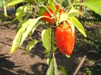 Garten 09.09 084.webp