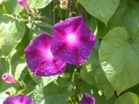 Trichterwinde3.webp