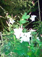 Bild016.webp