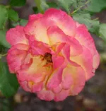rose_01.webp