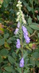 aconitum_01.jpg