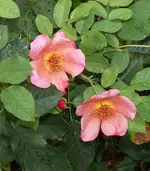 rose_02.webp